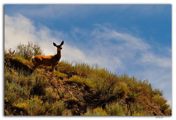 CA0741.Horsethief Canyon.Deer