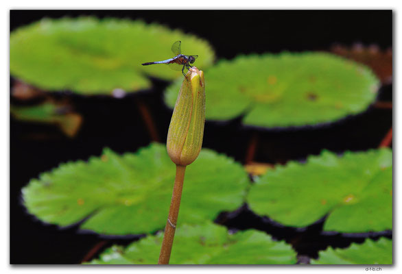 ID0016.Denpasar.Taman Puputan.Libelle