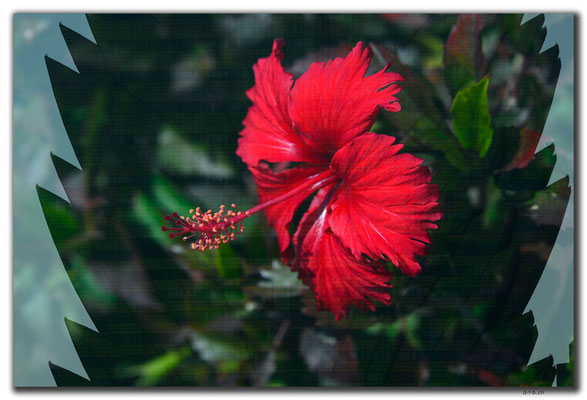 MO0010.Hibiskus und Grand Lisboa