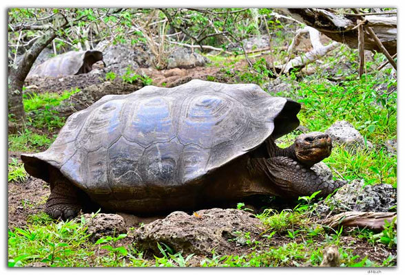 EQ0044.San Cristobal.Galapaguera de Cerro Colorado