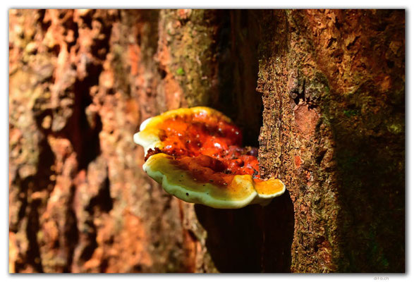 SR0043.Brownsberg N.P.Mushroom
