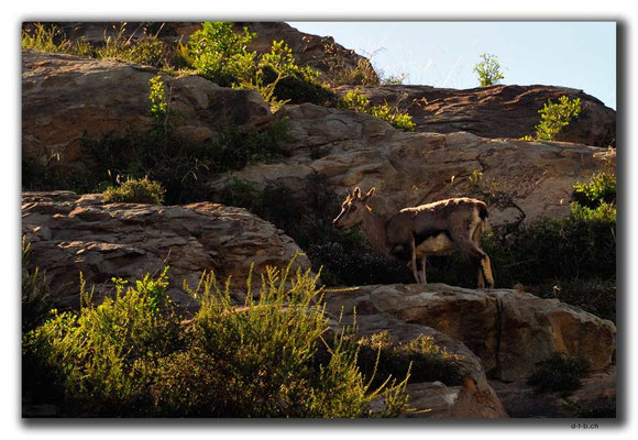 CN0244.Deer of Helan Mountain