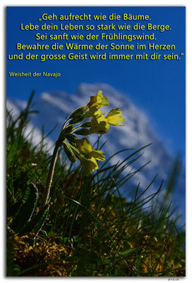 S0299.Schlüsselblume und Eiger.Switzerland. Weisheit der Navajo