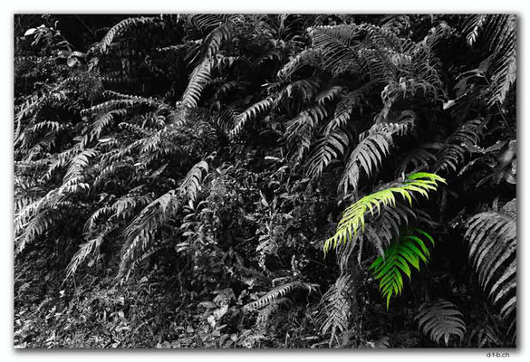 NZ0554.Fern beside the Cobb Dam Road