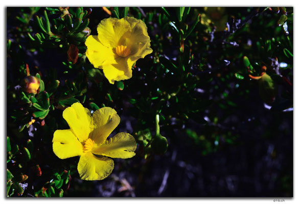 AU0525.Golden Buttercup