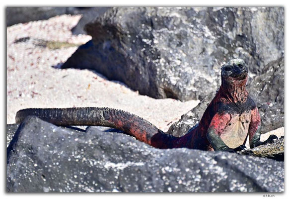 EQ0075.Española Island.Punta Suarez.Marine Iguana