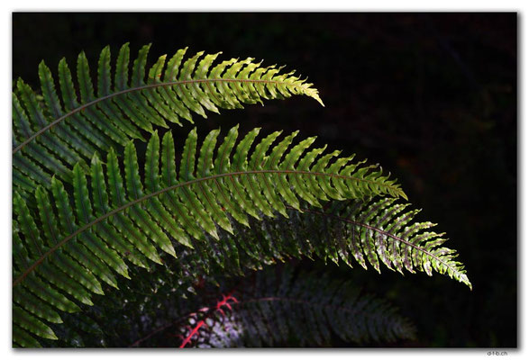 NZ0847.Stewart Island.Oban.Fern