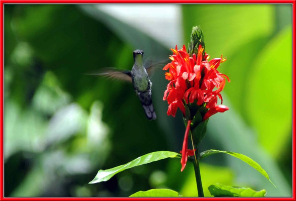 JM011 Blume und Kolibri