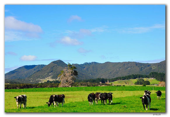 NZ0100.Ahipara.Kühe