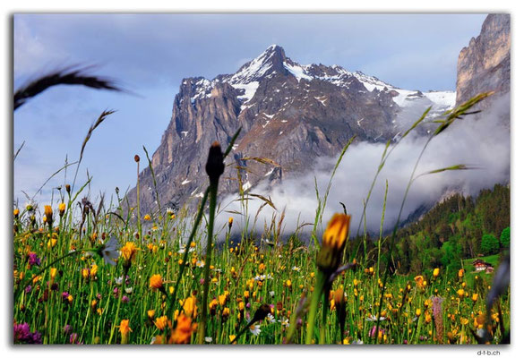 GW0273.Wetterhorn
