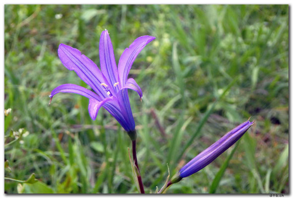 KG0177.Bishkek.Blume