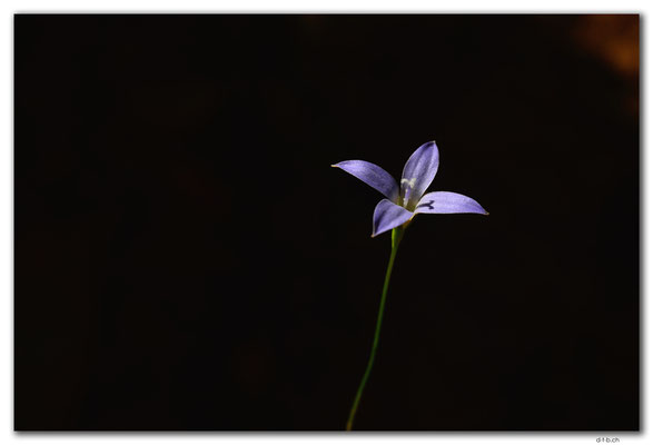 AU1066.Mt.Remarkable N.P.Blume