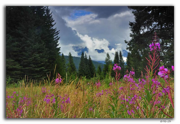CA0647.Moose Meadows