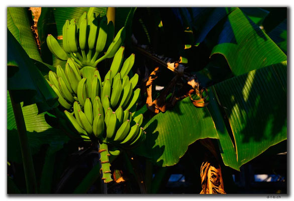 HK0102.Lamma Island.Bananen