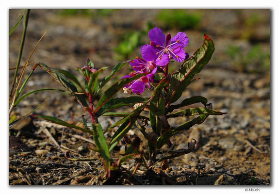 CA0560.Pine River.Flower