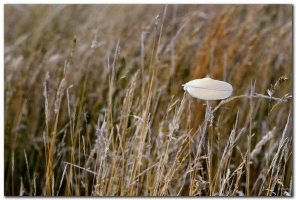 DE065.Amrum.Feder