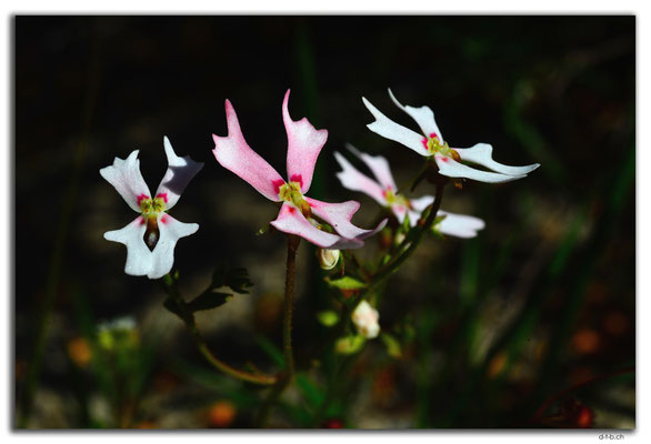AU0526.Orchid