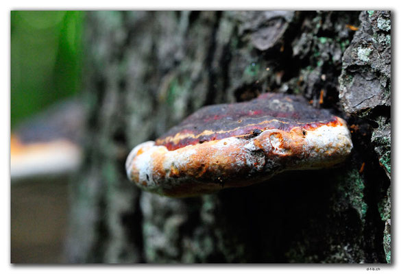 PL169.BialowiezaN.P. Pilz