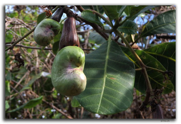 VN0297.Cashew Nuss