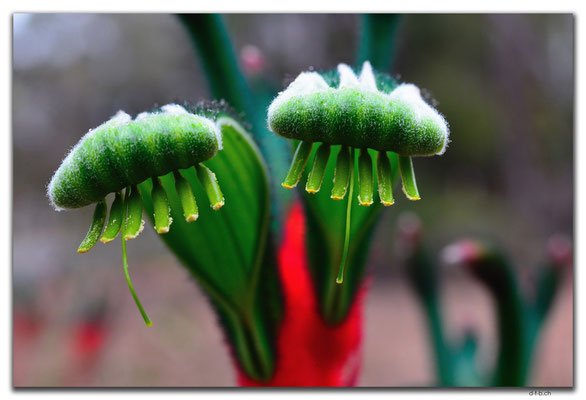 AU0641.Mt.Observation.Kangaroo Paw