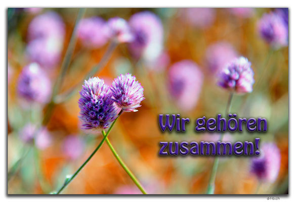 T047.Blumen.Zusammen.AU