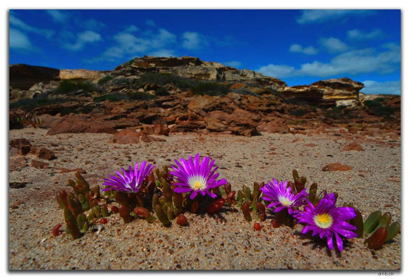 AU0470.Kalbarri N.P.Blumen