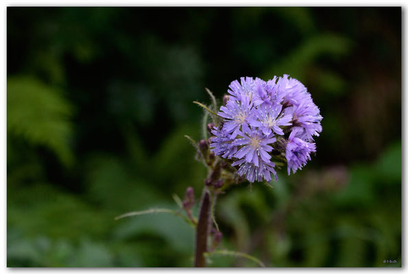 A0774.Nacktstengelige Kugelblume.Klosters.CH