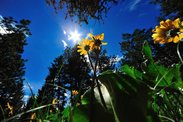 CA0231 Osoyoos Sonnenblume