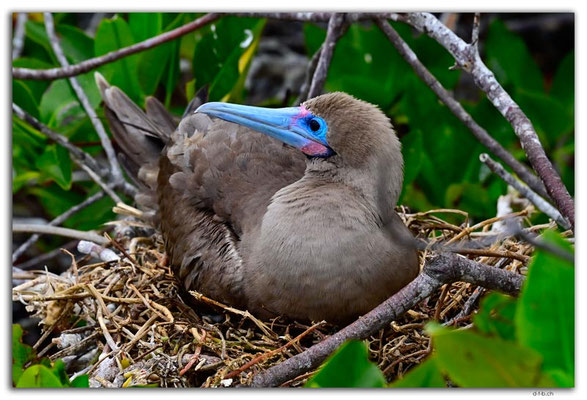 EQ0216.Genovesa Island.Red footed Boobie