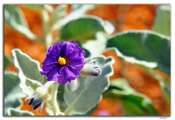 AU0357.Blume