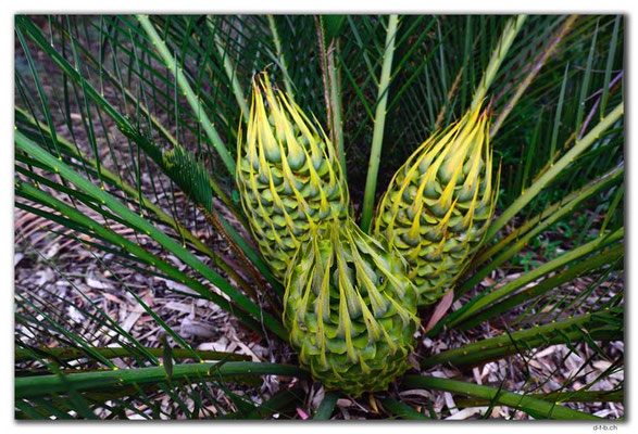 AU0700.Perth.Kings Park.Zamia