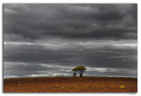 AU1116.Einzelner Baum