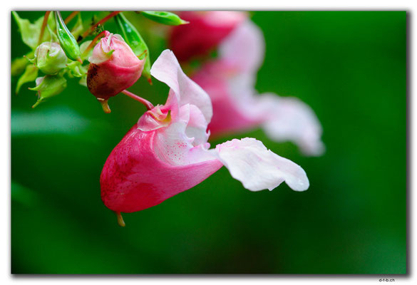 DE320.Elberadweg.Orchidee