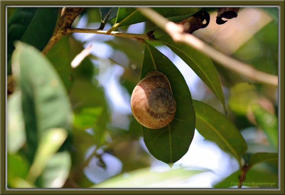JM069.RPR Schnecke