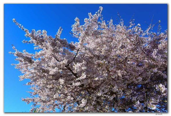 NZ1019.Christchurch.Blossoms
