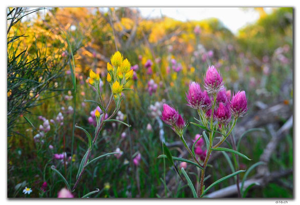 AU0509.Geraldton.Wildblume
