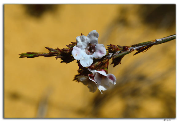 AU0839.Neds Corner Rd.Blume