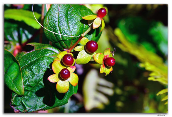 NZ0866.Stewart Island.Rakiura Track.Maori Beach.Beeren