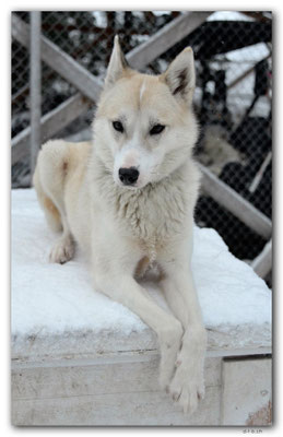 SE0118.Husky,Vips