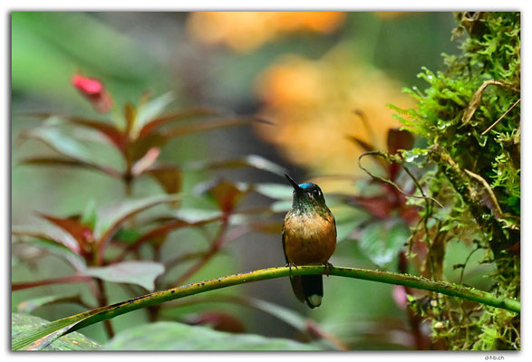EQ0272.Mindo.Cotingas Bird reserve.Colibri