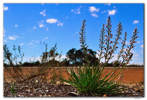 AU0445.Kalbarri N.P.Blumen