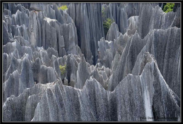 C0871Stone Forest
