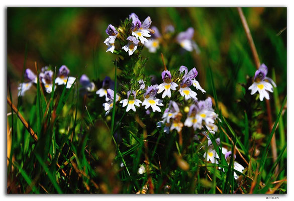 CH1031.Kleine Wiesenblume