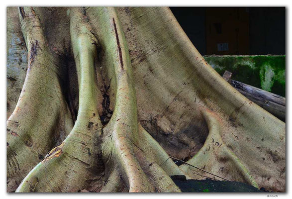ID0065.Ubud.Wurzel