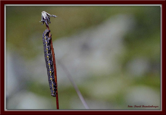 A0203.Raupe.Klosters.CH