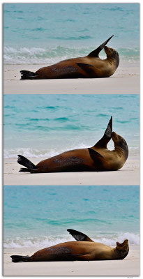 EQ0054.Española Island.Gardner Bay.Sea Lion