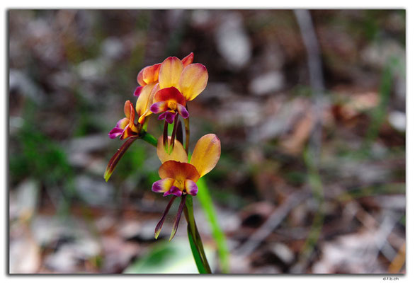 AU0676.Greenmount N.P.Orchid