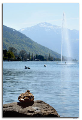 A0918.Zug.Rigi
