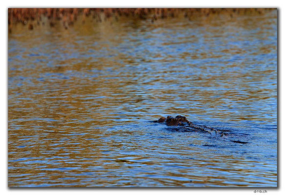 AU0015.Corroboree Billabong.Crocodile