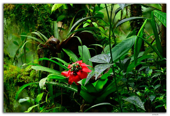 EQ0291.Los Bancos.Cascada Tatala.Guzmania lingulata